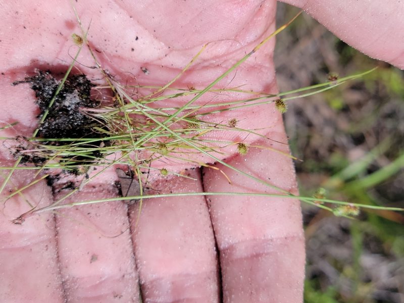 Cyperus neochinensis, photographed by Jay Horn