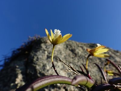 Dendrobium striolatum, photographed by Cowirrie