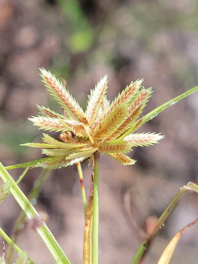 Cyperus pumilus, photographed by Jay Horn