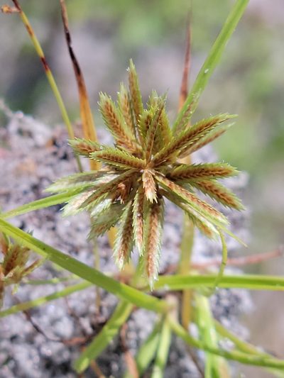 Cyperus pumilus, photographed by Jay Horn