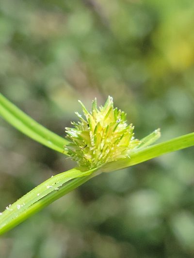 Cyperus metzii, photographed by Jay Horn