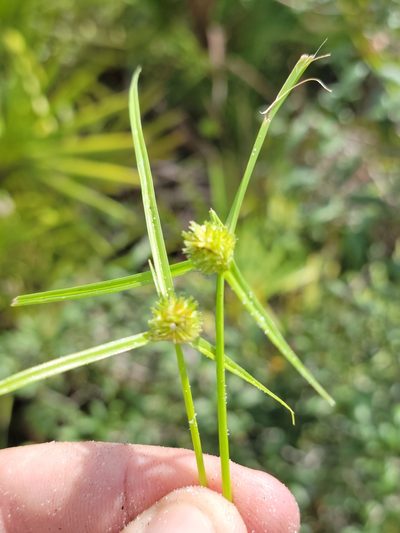 Cyperus metzii, photographed by Jay Horn
