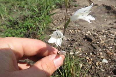 Gladiolus inandensis, photographed by Brian du Preez