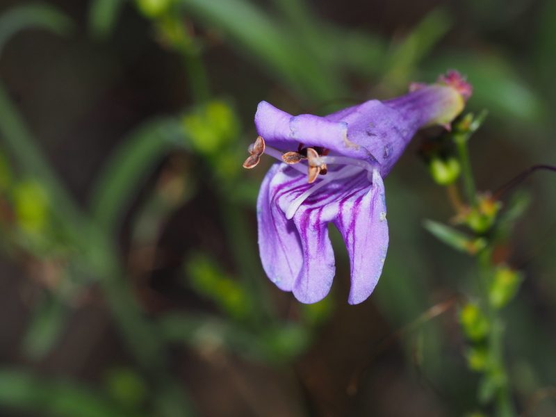 Penstemon pseudoputus, photographed by Clay Gibbons