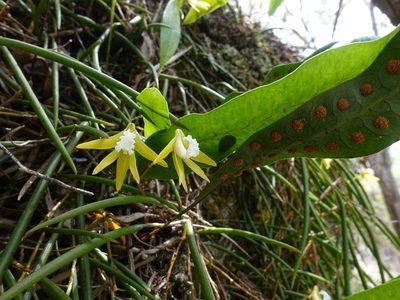 Dendrobium striolatum, photographed by Cowirrie