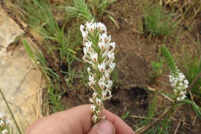 Hebenstretia comosa, photographed by Brian du Preez