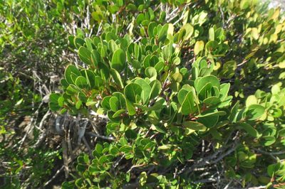 Apodytes abbottii, photographed by Brian du Preez