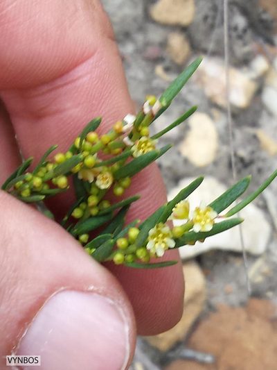 Clutia ericoides, photographed by Chris Vynbos