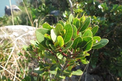 Apodytes abbottii, photographed by Brian du Preez