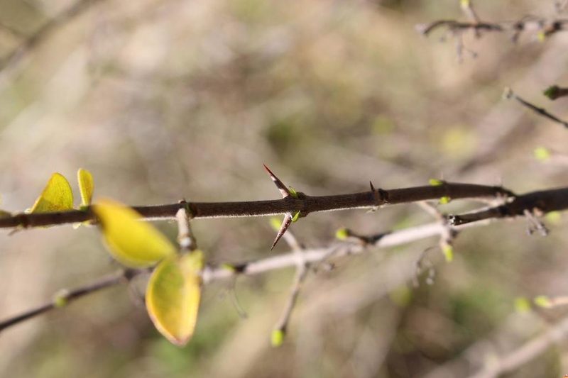Canthium vanwykii, photographed by Brian du Preez