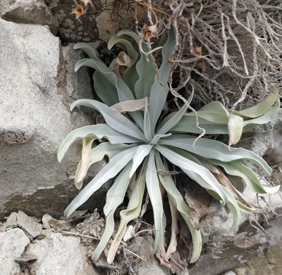 Matthiola maderensis, photographed by Vítor Jorge