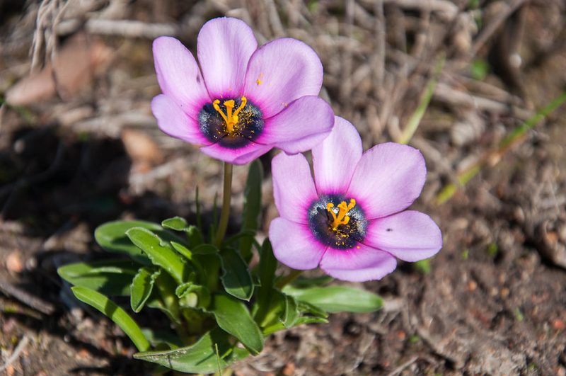 Moraea melanops, photographed by magriet b