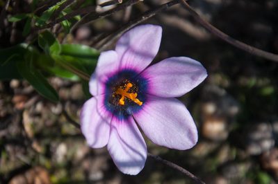 Moraea melanops, photographed by magriet b