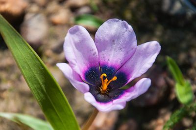 Moraea melanops, photographed by magriet b