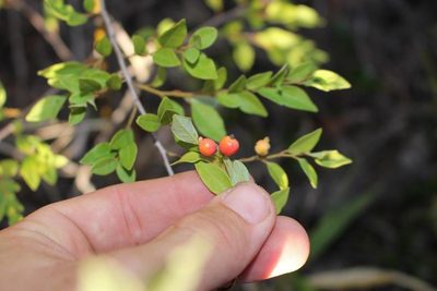 Cryptocarya wyliei, photographed by Brian du Preez