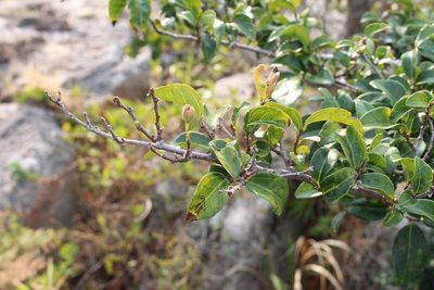 Grewia pondoensis, photographed by Brian du Preez