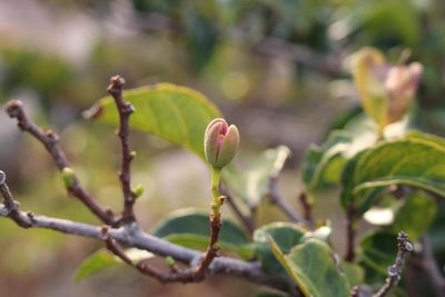 Grewia pondoensis, photographed by Brian du Preez