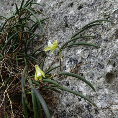 Dendrobium striolatum, photographed by Cowirrie