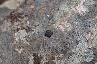 Grewia pondoensis, photographed by Brian du Preez