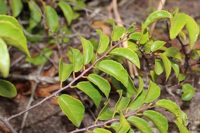 Grewia pondoensis, photographed by Brian du Preez
