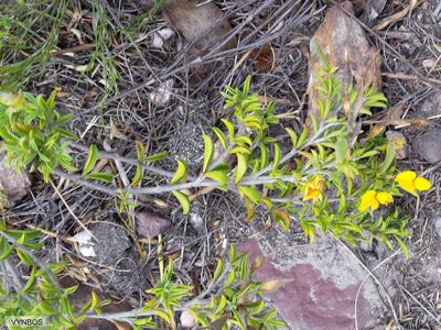 Argyrolobium harmsianum, photographed by Chris Vynbos