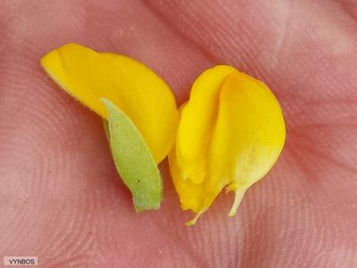 Argyrolobium harmsianum, photographed by Chris Vynbos