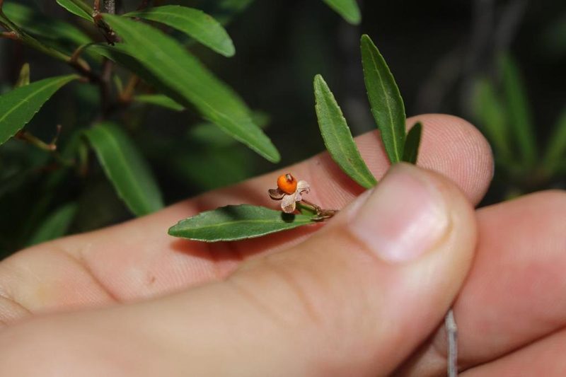 Gymnosporia bachmannii, photographed by Brian du Preez