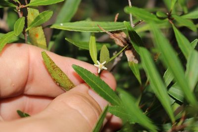 Gymnosporia bachmannii, photographed by Brian du Preez