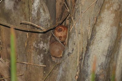 Jubaeopsis afra, photographed by Brian du Preez