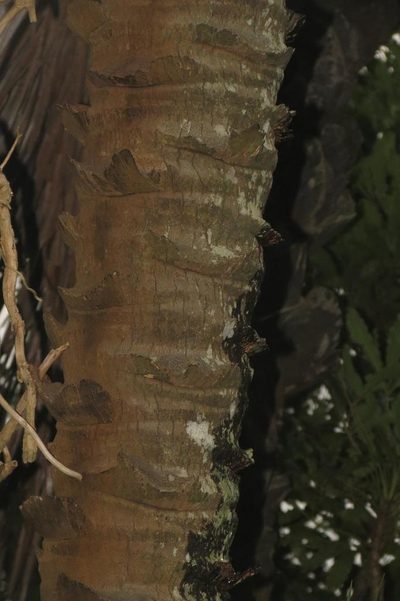 Jubaeopsis afra, photographed by Brian du Preez