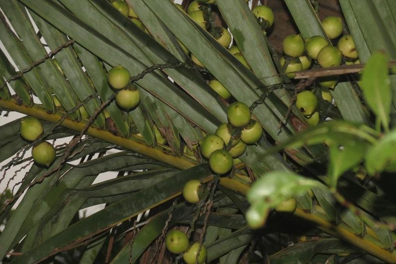 Jubaeopsis afra, photographed by Brian du Preez