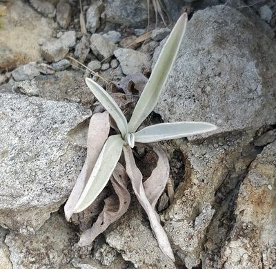 Matthiola maderensis, photographed by Vítor Jorge
