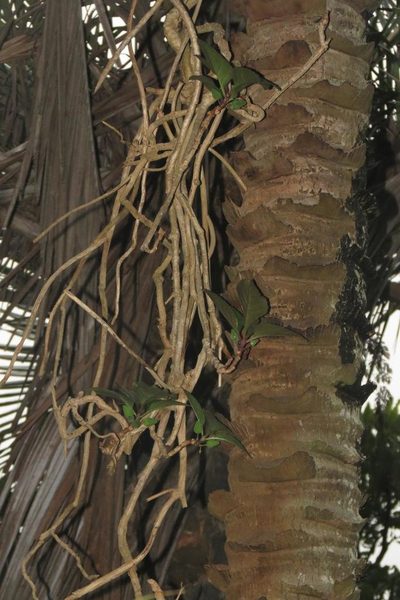 Dermatobotrys saundersii, photographed by Brian du Preez