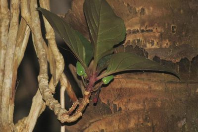 Dermatobotrys saundersii, photographed by Brian du Preez