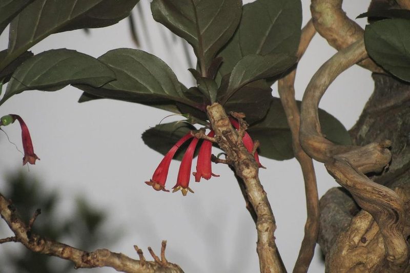 Dermatobotrys saundersii, photographed by Brian du Preez