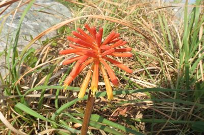 Kniphofia coddiana, photographed by Brian du Preez