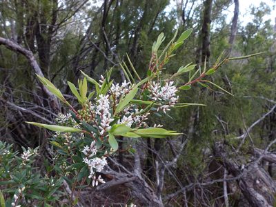 Leucopogon australis, photographed by Cowirrie