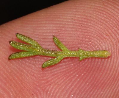 Ursinia anethoides, photographed by Brian du Preez