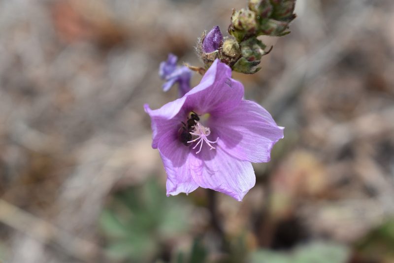 Sidalcea neomexicana, photographed by Alejandro Sigala Chávez