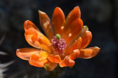 Echinocereus salm-dyckianus, photographed by Alejandro Sigala Chávez