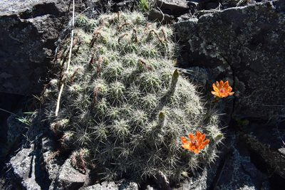 Echinocereus salm-dyckianus, photographed by Alejandro Sigala Chávez