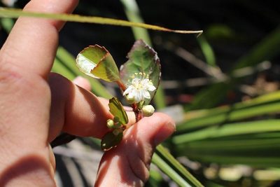Pseudoscolopia polyantha, photographed by Brian du Preez