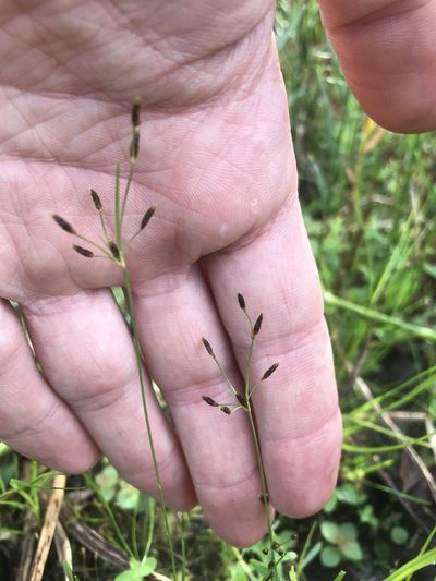 Fimbristylis autumnalis, photographed by Chase Mathey