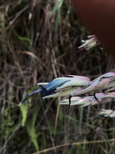 Puya floccosa, photographed by Nicolás Baresch Uribe