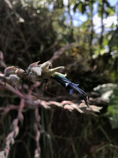 Puya floccosa, photographed by Nicolás Baresch Uribe
