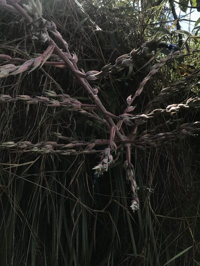 Puya floccosa, photographed by Nicolás Baresch Uribe