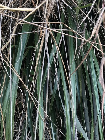 Puya floccosa, photographed by Nicolás Baresch Uribe