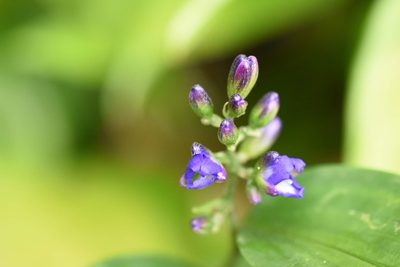 Dichorisandra hexandra, photographed by Guillaume Delaitre