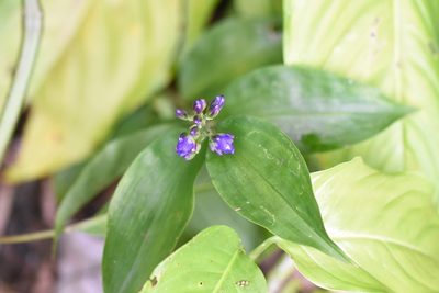 Dichorisandra hexandra, photographed by Guillaume Delaitre