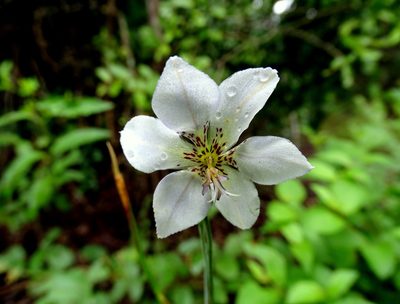 Alophia silvestris, photographed by Alexis López Hernández